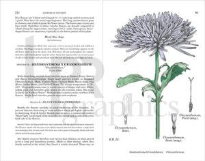 Book - Botanical Interior - 1940s