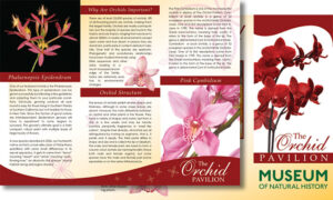 Museum of Natural History: Orchid Paviliion