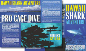 Hawaii - Shark Adventures